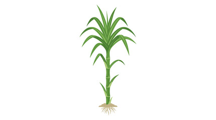 Fototapeta premium Illustration of a green plant with long leaves and visible roots against a white background.