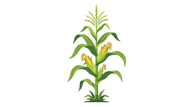 Illustration of a single corn stalk with green leaves and yellow kernels on a white background.