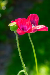 Obraz premium A single opium poppy (Papaver somniferum) and seed head isolated against green out of focus background.