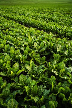 Sugar beet field growing in rows, showing lush green leaves, agriculture, and sustainable farming practices