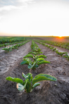 Potato plants thriving in neat rows of soil on a vast farm field, bathed in the warm light of a rural sunset