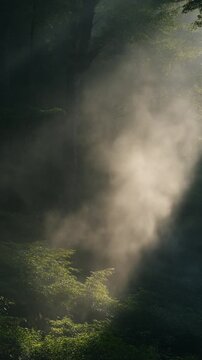 Sunlight beams through forest mist creating ethereal light on green foliage