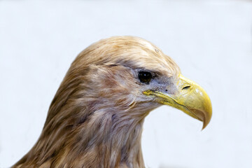 A white-tailed eagle with a sharp beak sitting on a white background. Birds, ornithology, ecology. © Victor1153
