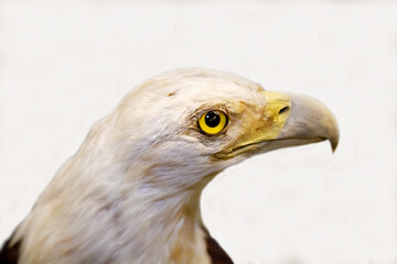 Bald eagle with a sharp beak sitting on a white background. Birds, ornithology, ecology. © Victor1153
