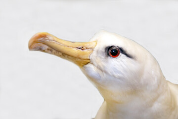 A black-browed albatross with a sharp beak sitting on a white background. Birds, ornithology, ecology. © Victor1153