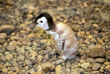 A baby emperor penguin standing on the rocks. Birds, ornithology, ecology. © Victor1153