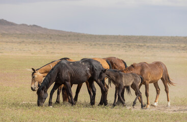 Fototapeta premium Wild Horses in the Utah Desert in Springtime