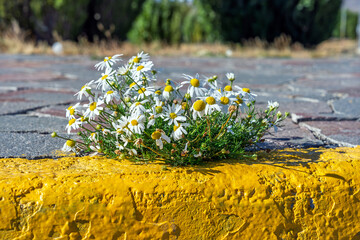 Fototapeta premium White daisies growing through a crack in the pavement next to a bright yellow curb in an urban environment