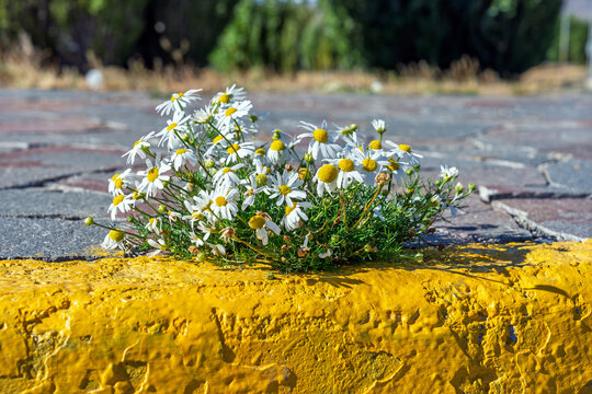 White daisies growing through a crack in the pavement next to a bright yellow curb in an urban environment