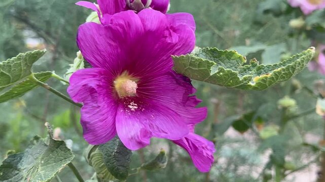 Close up of a vibrant purple hollyhock flower blooming in the garden 