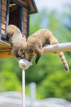 Two coatis clinging to a wooden birdhouse pole, curiously sniffing and foraging together in a lush green outdoor setting