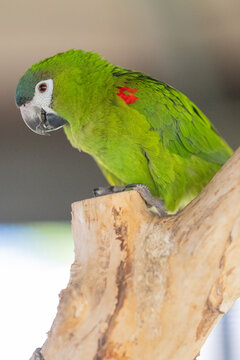 Hahn's Macaw Green Parrot Perched on Wooden Branch with Red Shoulder Patch Close-up Portrait