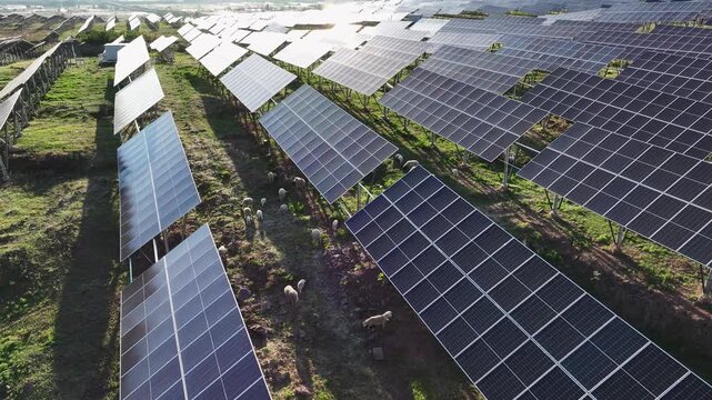Solar photovoltaic power station with grazing sheep in an ecological agriculture setting