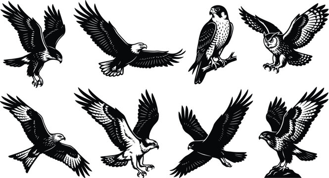 Detailed collection of bird of prey illustrations featuring eagles hawks owls and falcons in vintage woodcut style