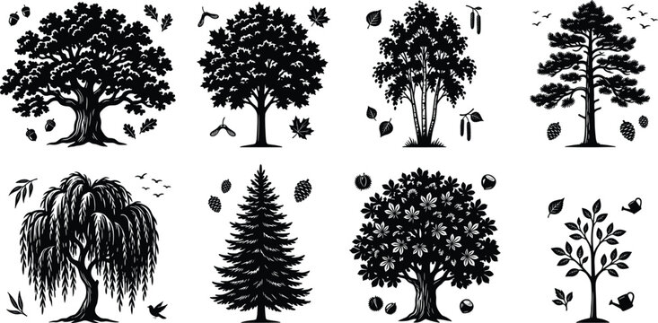 Collection of detailed tree silhouettes including oak maple pine and willow in vintage woodcut style isolated on white
