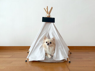 Cute chihuahua dog sitting in her house © Camfrae