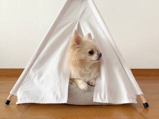 Cute chihuahua dog sitting in her house and looks out © Camfrae