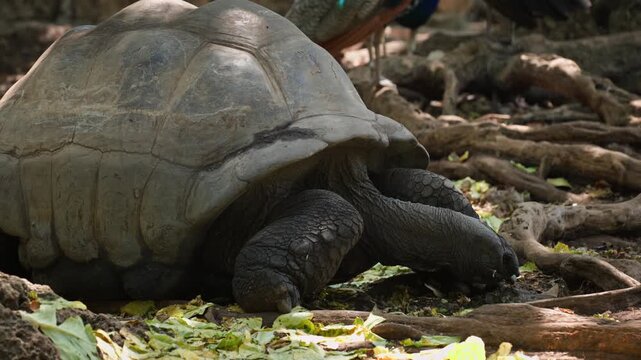 A giant tortoise slowly grazes on leafy vegetation among twisted tree roots. Ideal for wildlife documentaries or educational content.
