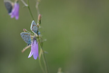 farfalle licenidi su un fiore in primavera al tramonto
