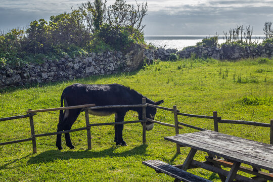 Un burro pastando en un campo verde junto a una mesa de madera y muros de piedra tradicionales, con el oc&eacute;ano Atl&aacute;ntico de fondo en la isla de Flores.