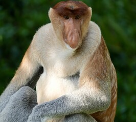 Fototapeta premium Portrait of a male proboscis monkey in Borneo rainforest
