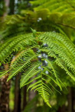 Primer plano detallado de las frondas verdes y arqueadas de un helecho tropical, con un fondo difuminado de bosque boscoso en la isla de Flores, Azores.