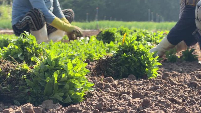 Farmers arrange basil seedlings into aligned rows across prepared planting beds inside a cultivated herb production area. Plant production.