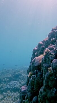 Sunlit underwater scene dolly forward to a stony coral pillar (Dendrogyra cylindrus) to reveal a freckled hawkfish (Paracirrhites forsteri) camouflaged before getting startled and swimming away. Dauin