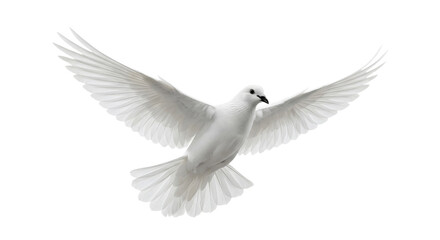 Obraz premium A white dove in flight with its wings spread wide against a clean white background