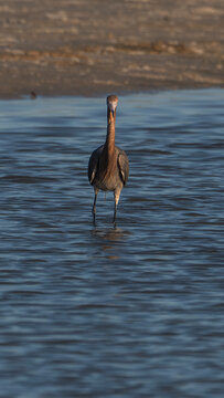Reddish Egret Foraging in Coastal Shallows at Golden Hour, Florida Wildlife