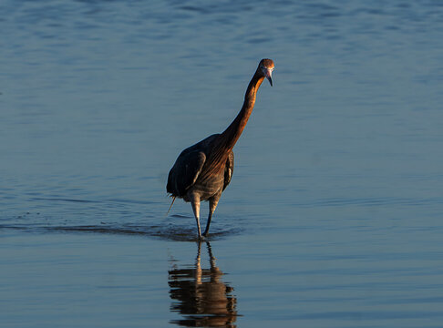 Reddish Egret Foraging in Coastal Shallows at Golden Hour, Florida Wildlife