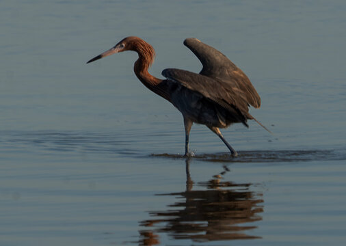 Reddish Egret Foraging in Coastal Shallows at Golden Hour, Florida Wildlife
