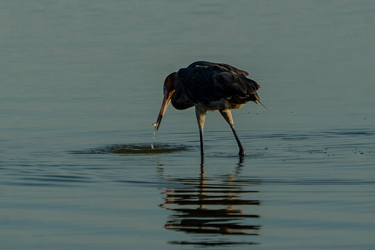 Reddish Egret Foraging in Coastal Shallows at Golden Hour, Florida Wildlife