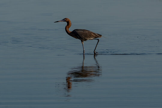 Reddish Egret Foraging in Coastal Shallows at Golden Hour, Florida Wildlife