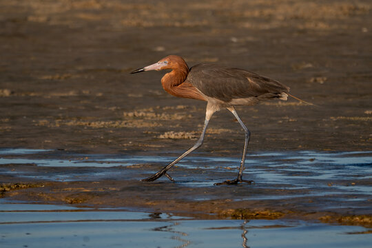 Reddish Egret Foraging in Coastal Shallows at Golden Hour, Florida Wildlife