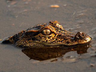 Fototapeta premium Close-Up of Juvenile American Alligator Submerged in Swamp Water, Florida Wildlife
