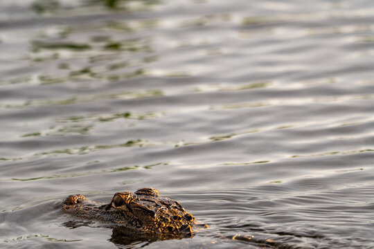 Close-Up of Juvenile American Alligator Submerged in Swamp Water, Florida Wildlife