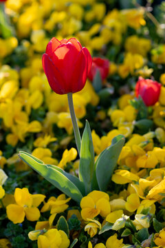 Blooming red Tulips in Sunlight. Spring Flowers in yellow viola, pancy flowers surround