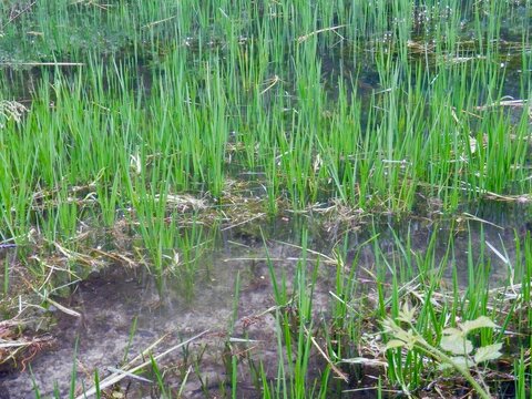 An der "Krumme Lutter" bei der Schwerspatgrube &bdquo;Hoher Trost&ldquo;