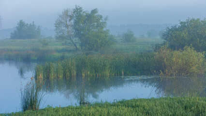 Obraz premium A serene, misty morning landscape featuring a calm lake surrounded by lush green reeds, trees, and soft fog in distance