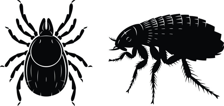 Black silhouette illustration of tick and flea &ndash; parasitic arthropods vector design showing anatomical differences