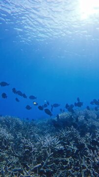 School of black surgeonfish (Ctenochaetus hawaiiensis) and black tang (Zebrasoma rostratum) feeding among the staghorn corals in deep blue water with sunlight filtering through. Dauin, Philippines