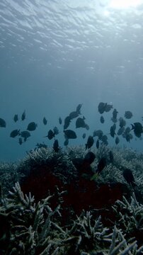 Dark dreamy scene dolly forward to a school of black surgeonfish and black tang feeding among dense staghorn corals in deep blue water under filtered sunlight. Dauin, Philippines
