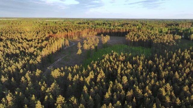 Drone aerial view of forest clearcut surrounded by pine woodland in Sigulda Municipality, Latvia