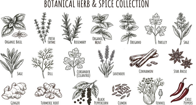Hand drawn botanical herb and spice collection vector illustration with organic basil rosemary thyme mint ginger cinnamon cumin and chili peppers set