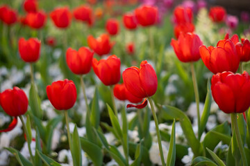 Fototapeta premium Red Tulips Close-Up in Soft Light. Spring Floral Background.