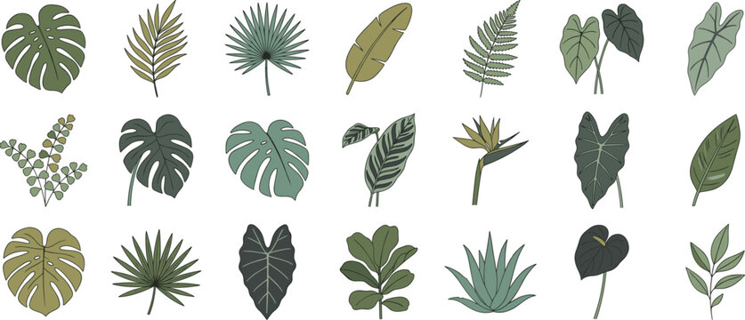 Tropical leaves vector collection with monstera palm fern banana leaf calathea bird of paradise elephant ear and fiddle leaf fig icon set