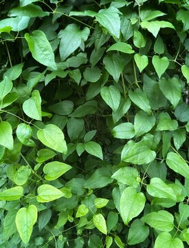 green leaves background, nature background 