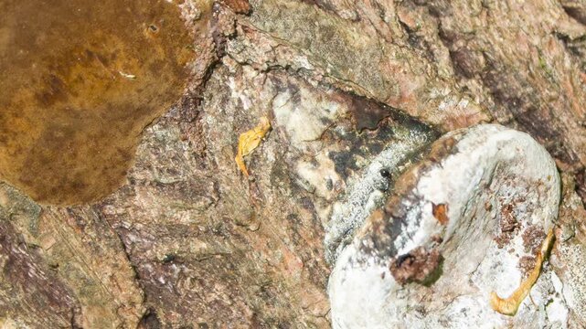 A tinder fungus on a tree. A parasitic fungus that causes rot on tree bark. Mycology, biology, and natural landscape,animation