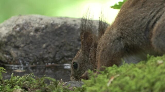 Scoiattolo rosso (Sciurus vulgaris) | Eurasian Red Squirrel Drinking and Eating Hazelnut and Chestnut 4K	
